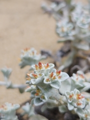 Helichrysum litorale