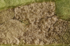 Mycosphaerellaceae