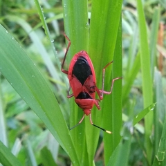 Probergrothius sanguinolens
