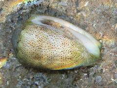 Conus arenatus