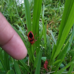 Probergrothius sanguinolens