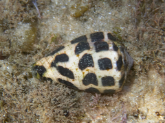Conus ebraeus