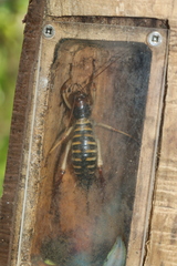 Hemideina crassidens