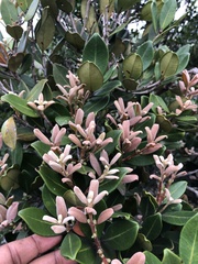 Eugenia erythrophylla