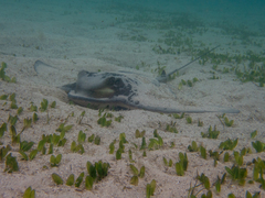 Myliobatis tenuicaudatus