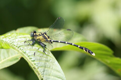 Hemigomphus