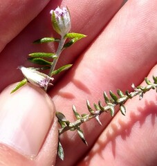 Metalasia serrulata