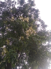 Millingtonia hortensis