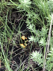 Junonia hierta cebrene