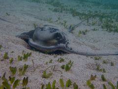 Myliobatis tenuicaudatus