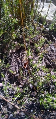 Metalasia serrulata