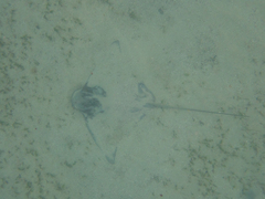 Myliobatis tenuicaudatus