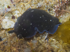 Dendrodoris nigra