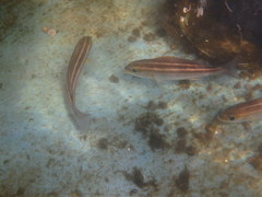 Parapristipoma trilineatum