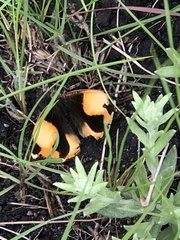 Junonia hierta cebrene