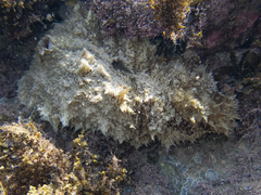 Dolabella auricularia