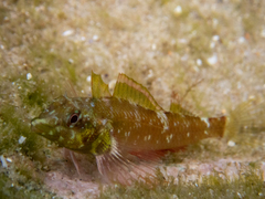 Enneapterygius atrogulare