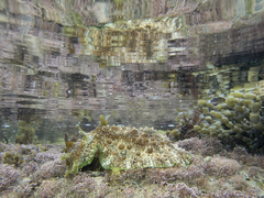 Dolabrifera brazieri