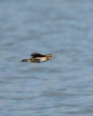 Phleocryptes melanops