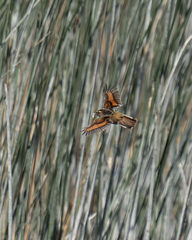 Phleocryptes melanops