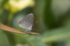 Eicochrysops hippocrates