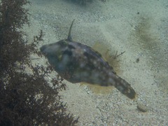 Meuschenia trachylepis