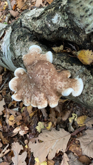 Fomitopsis betulina