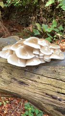 Oudemansiella mucida