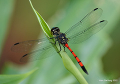 Agrionoptera insignis