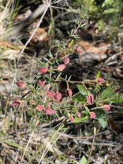 Boronia ledifolia