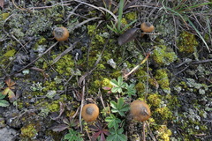 Inocybe dunensis