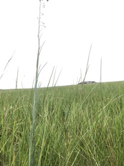 Heliophila rigidiuscula