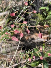 Boronia ledifolia