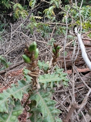 Acanthus polystachyus