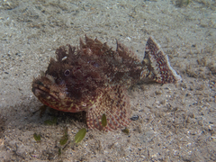 Scorpaena jacksoniensis