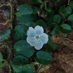 Evolvulus nummularius