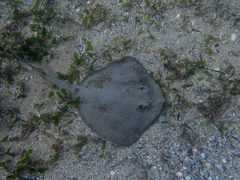 Trygonoptera testacea