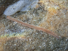 Cestoplana rubrocincta