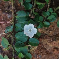 Evolvulus nummularius