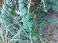 Sanguisorba minor