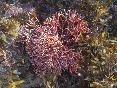 Tricleocarpa fragilis