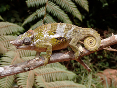 Kinyongia multituberculata