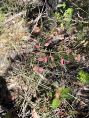 Boronia ledifolia