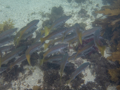 Dinolestes lewini
