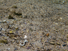 Pseudorhombus jenynsii