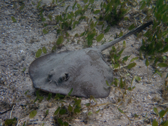 Trygonoptera testacea