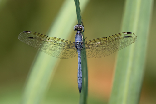 Pied-spot