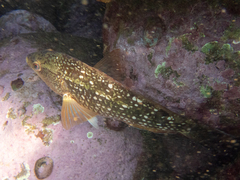 Notolabrus gymnogenis