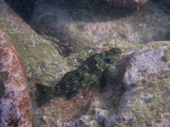 Aplodactylus lophodon