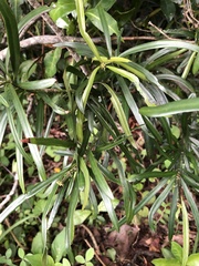 Podocarpus henkelii